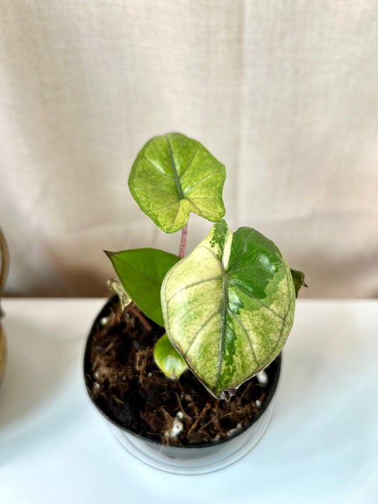 Variegated Alocasia Yucatan Princess