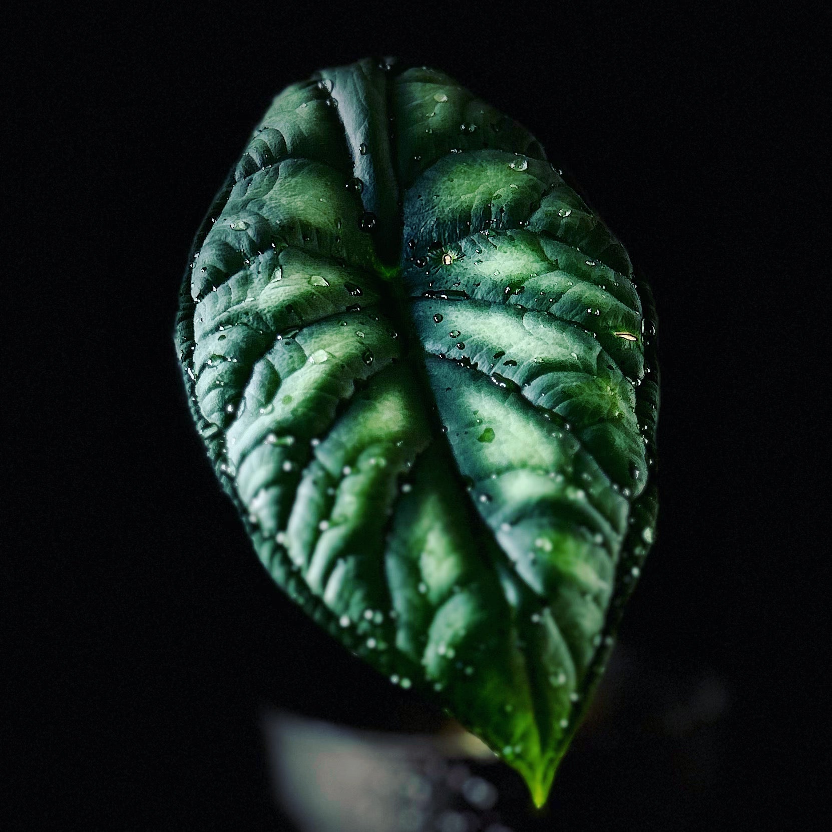 Rare Aroids, Variegated Plants