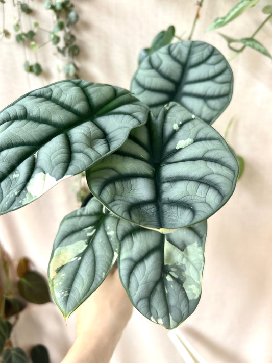 Variegated Alocasia Silver Dragon Corms / Rhizome